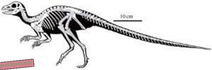 artiklid, ajaveebid, dinosauruste jälgimine, teadus, dinosaurused - Paleontoloogid kuulutasid välja uue pisikese dinosauruse
