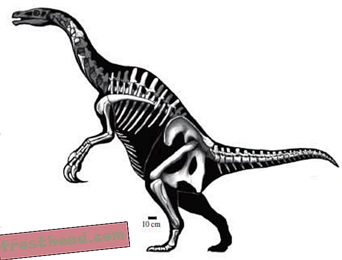 Ο Nothronychus θέτει ερωτήσεις σχετικά με τη δίαιτα Dino