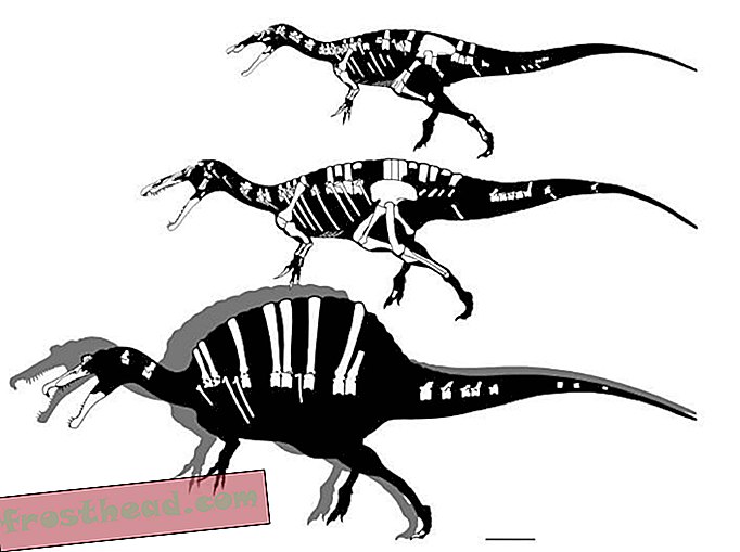artikler, blogs, dinosaursporing, videnskab, dinosaurier - Hvad ved vi om spinosaurer?