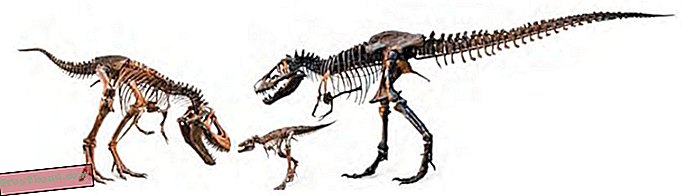 artikelen, blogs, dinosaurus volgen, wetenschap, dinosaurussen - Dinosaurussen binnenkort terug naar LA Museum