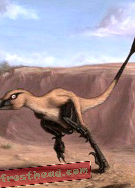 Fremragende konserveret skelet introducerer en ny velociraptor-slægtning