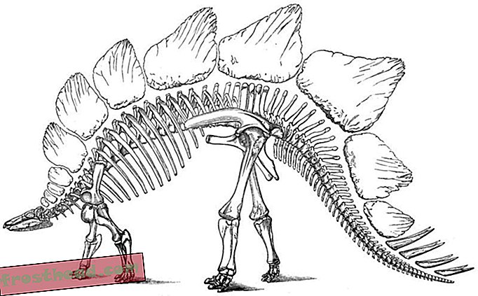 статии, блогове, проследяване на динозаври, наука, динозаври - Митът за осемкраковия стегозавър