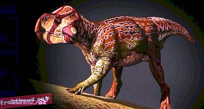 artiklid, ajaveebid, dinosauruste jälgimine, teadus, dinosaurused - Paleontoloogid kuulutasid välja kaks pisikest keratopsiat