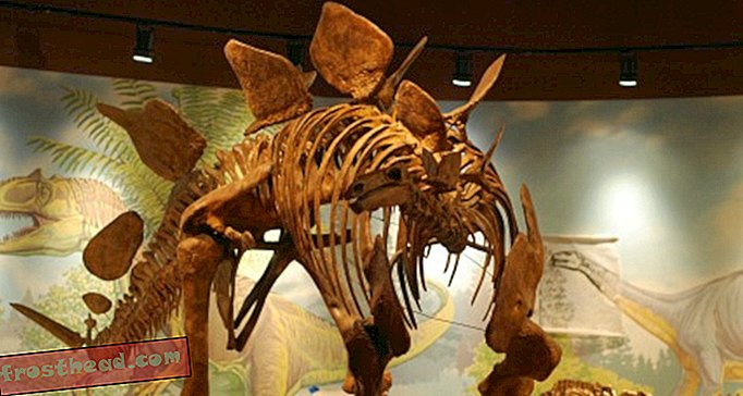 Razprava o ploščah Stegosaurus-članki, blogi, sledenje dinozavrov, znanost, znanost, dinozavri