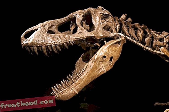 articoli, blog, tracciamento dei dinosauri, scienza, dinosauri - Tu dici Tyrannosaurus, io dico Tarbosaurus