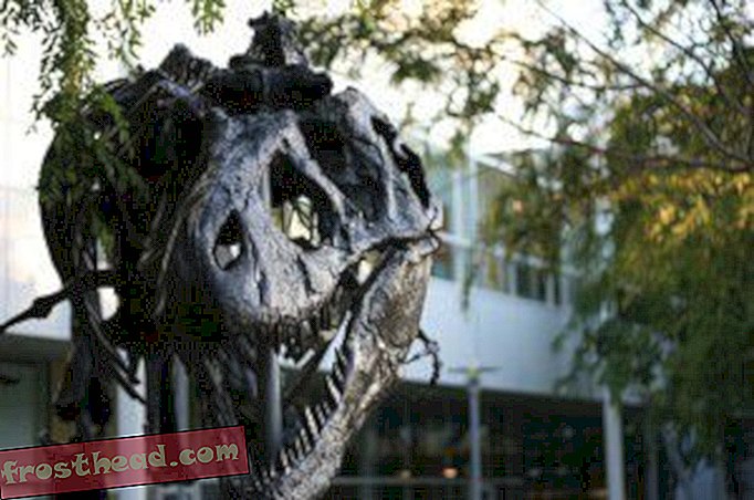 Dinosauruste nägemine: Tyrannosaurus valvab Google'i