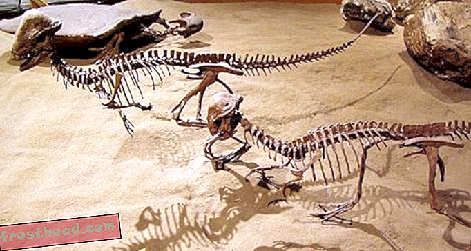 מאמרים, בלוגים, מעקב אחר דינוזאורים, מדע, דינוזאורים - איך דינוזאורים כיפתיים גדלו