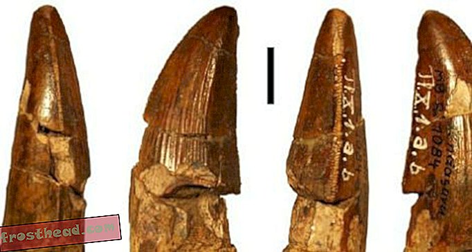 Les dents mystérieuses d'Ostafrikasaurus