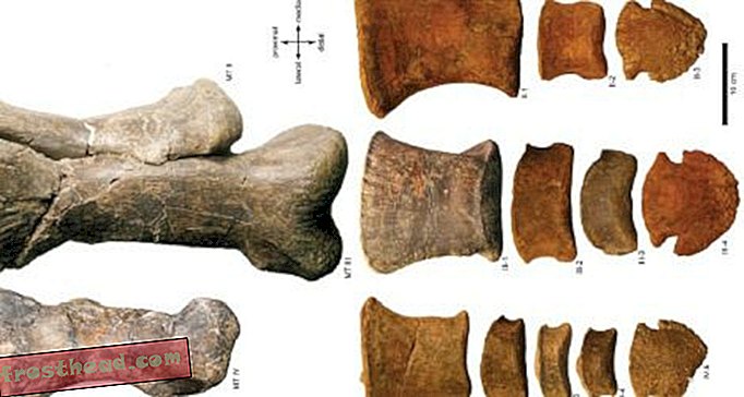 Yksityiskohtainen opas Hadrosaur's jalka