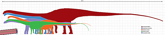 Hoe zijn Sauropoden zo groot geworden?