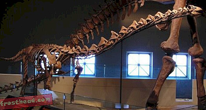 All'interno dell'armatura sauropode