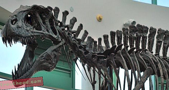 Sur les marches d'un Acrocanthosaurus affamé