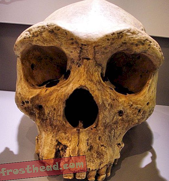 Cinci descoperiri accidentale despre hominidele fosile