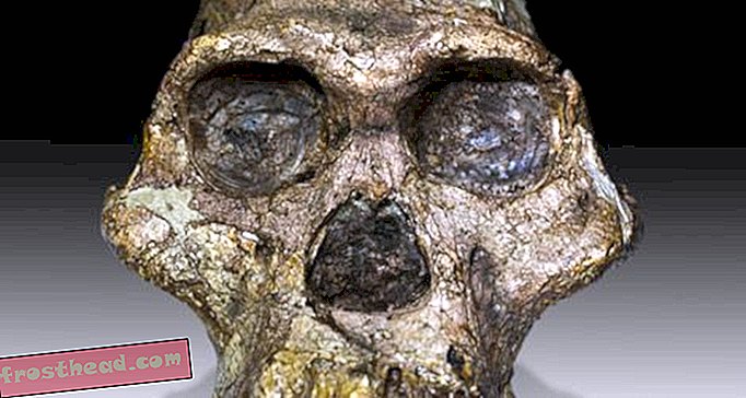 Les meilleurs endroits pour voir des os d'hominidés en ligne