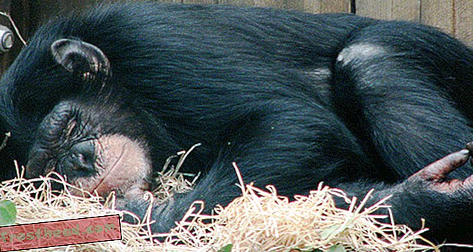 מאמרים, בלוגים, ציד הומיניד, מדע, חיות בר - שימפנזים נודניקים מציעים הצצה להרגלים שינה הומינידים