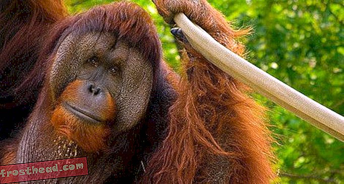 Por qué algunos orangutanes nunca quieren crecer