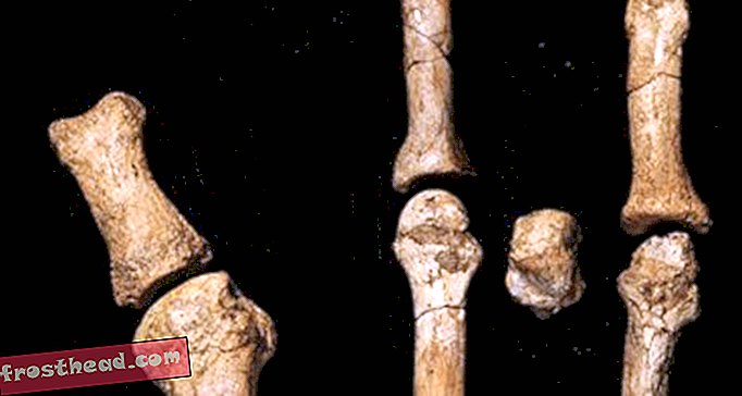 Uus Hominiidi fossiilne jalg kuulus Lucy naabrile
