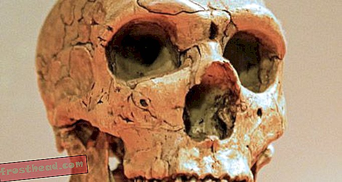 Les Néandertaliens ont-ils été victimes de leur propre succès?