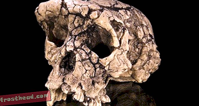 Kümme parimat hominidefantaasia leidmist