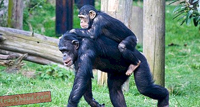 artículos, blogs, caza de homínidos, ciencia, vida salvaje - Lo que los chimpancés podrían decirnos sobre cómo los humanos comenzaron a caminar con dos piernas