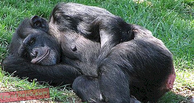 Szympansy śpią na drzewach, aby uciec przed wilgocią