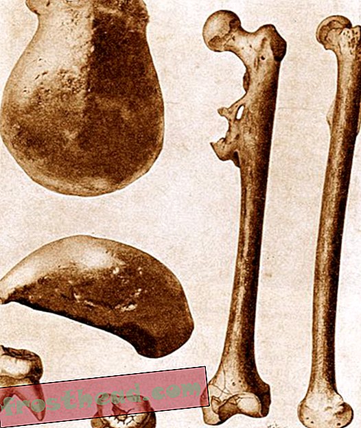 Les cinq meilleurs sites de fossiles d'hominidés en Indonésie