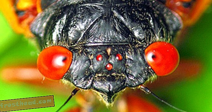 Miksi merivoimien tutkijat haluavat matkia Cicadan