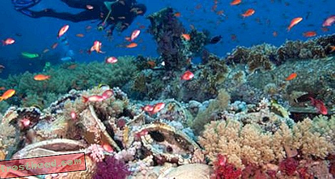 artikkeleita, blogeja, innovaatioita, innovaatioita, tekniikkaa, tiedettä, planeettamme, tekniikka - Voivatko Swarming-robotit ja pilvisateenvarjot auttaa pelastamaan koralliriutat?