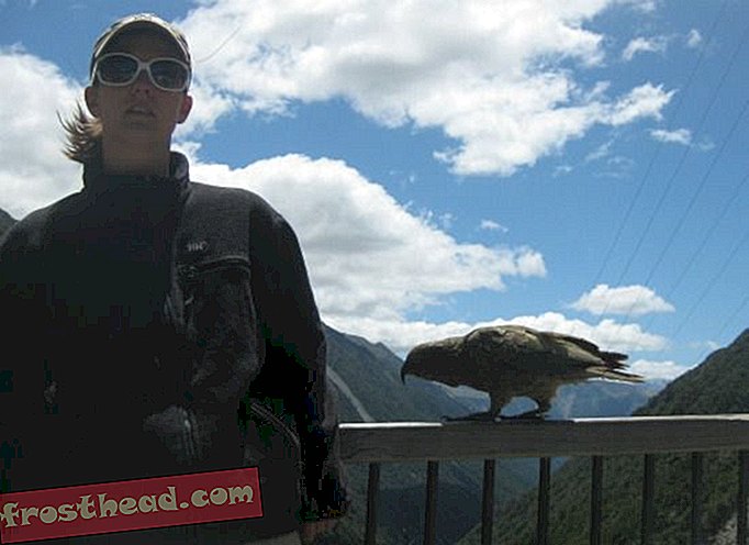 En kea ved Arthur's Pass forfølger en hollandsk turist.