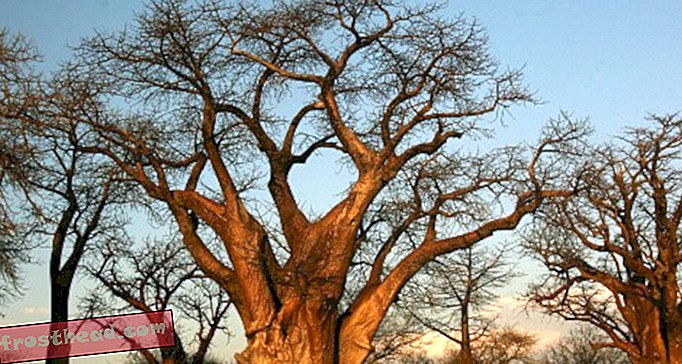 העצים הגבוהים, החזקים והאקוניים ביותר בעולם