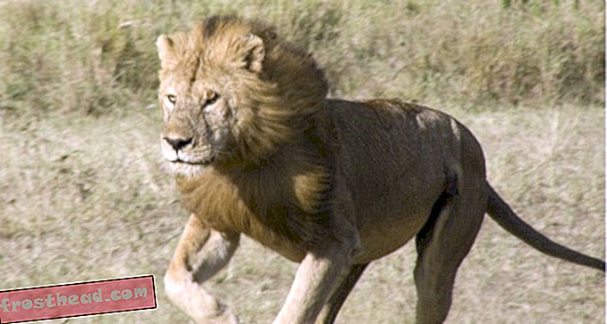 Да ли треба забранити трофејни лов на лавове?