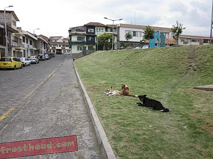 Cani di strada in Ecuador