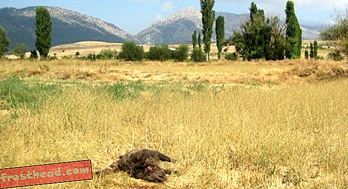 Divoké prase, zastřelené a promarněné, leží na poli poblíž jezera Burdur.