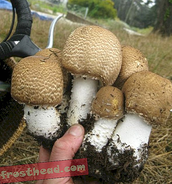 Sekelompok jamur pangeran yang masih asli