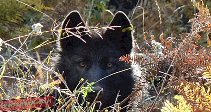 Lobos estão retornando ao Oregon - mas nem todos os locais os querem
