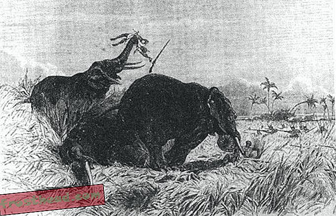Dahomeys weibliche Jäger, die Gbeto, greifen eine Elefantenherde an.