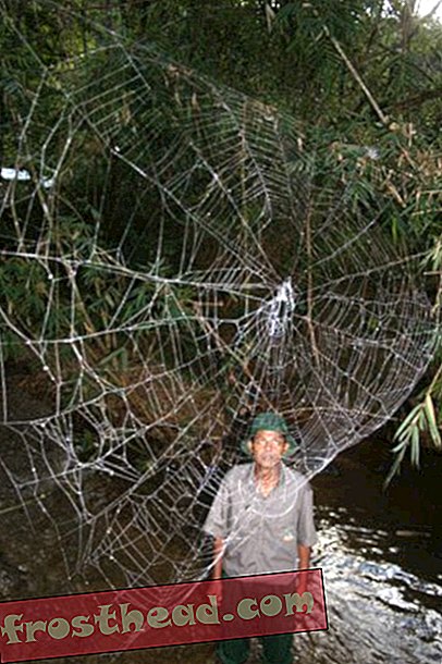 άρθρα, blogs, εκπληκτική επιστήμη, επιστήμη, άγρια ​​φύση - Gargantuan Spider Webs Γέφυρα Νερά της Μαδαγασκάρης