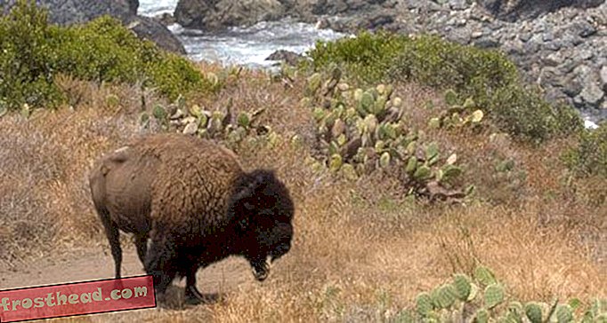 artículos, blogs, ciencia sorprendente, ciencia, vida salvaje - La isla donde vaga búfalo