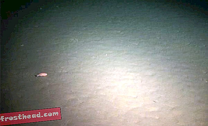 Video stále z mořského dna odhaluje amfipod (vlevo), který se plazí přes sediment naplněný bakteriemi.