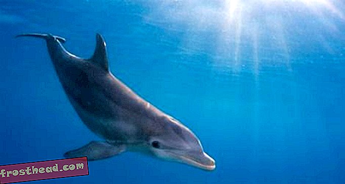 Pour les dauphins, la grossesse a un prix