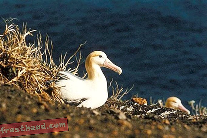 Albatrossen met korte staart