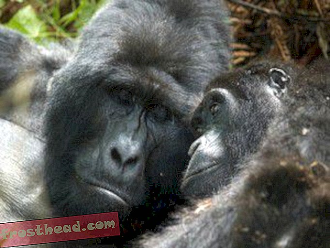 記事、ブログ、驚くべき科学、科学、野生生物 - ウガンダのマウンテンゴリラはいくつですか？
