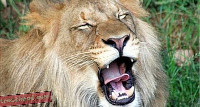 članci, blogovi, iznenađujuća znanost, znanost, divljina - Tajne lavovske rike