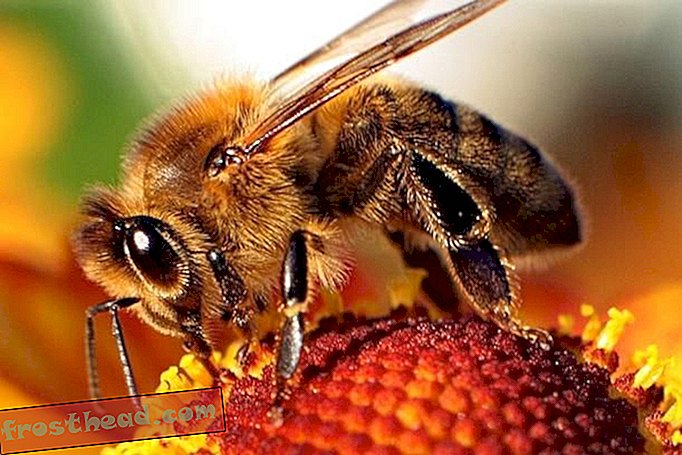 Виноваты ли дизельные выхлопные газы в обвале колонии пчел?