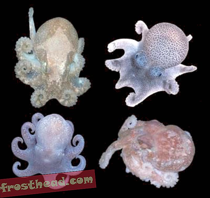 Obrázek týdne - Hluboké moře chobotnice-články, blogy, překvapivá věda, věda, divoká zvěř