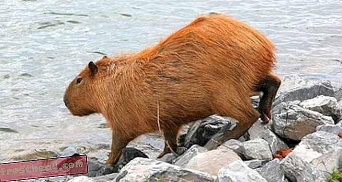 क्या दुनिया में एक Capybara है?