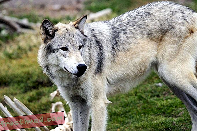 Οι λύκοι να χάσουν την προστασία στο Αϊντάχο και τη Μοντάνα