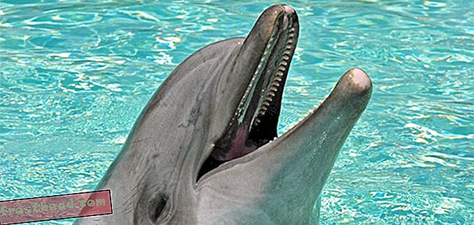 Τα δελφίνια μπορούν να θυμούνται τους φίλους τους μετά από είκοσι χρόνια εκτός
