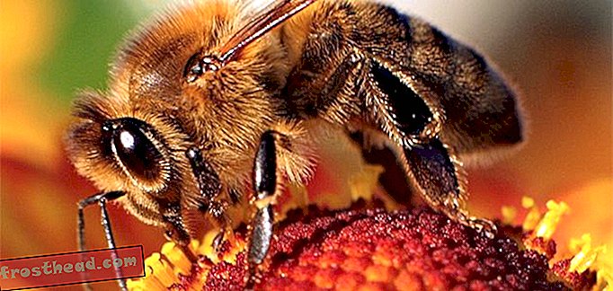 वीडियो: शानदार ड्रोन-मोशन में एक रानी मधुमक्खी के साथ एक ड्रोन-लेख, ब्लॉग, आश्चर्यजनक विज्ञान, विज्ञान, वन्य जीवन