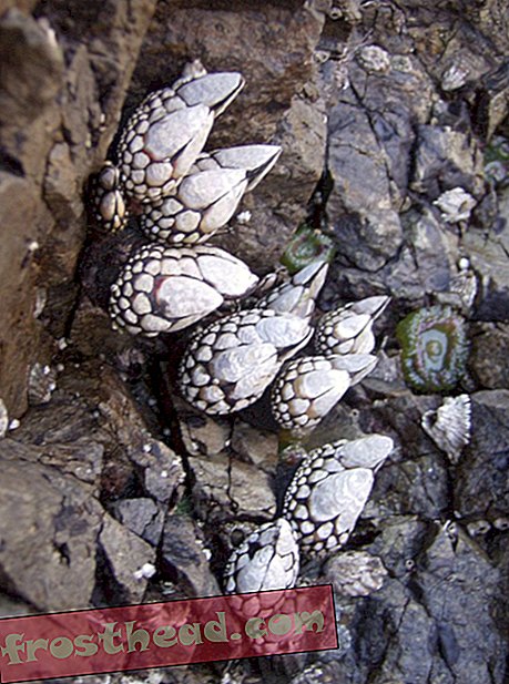 Gooseneck barnacles (Pollicipes polymerus)